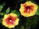 starrose starrose