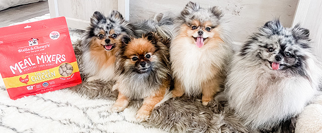 Stella & Chewy's Has Raw and Natural Pet Food Your Pups Will Love