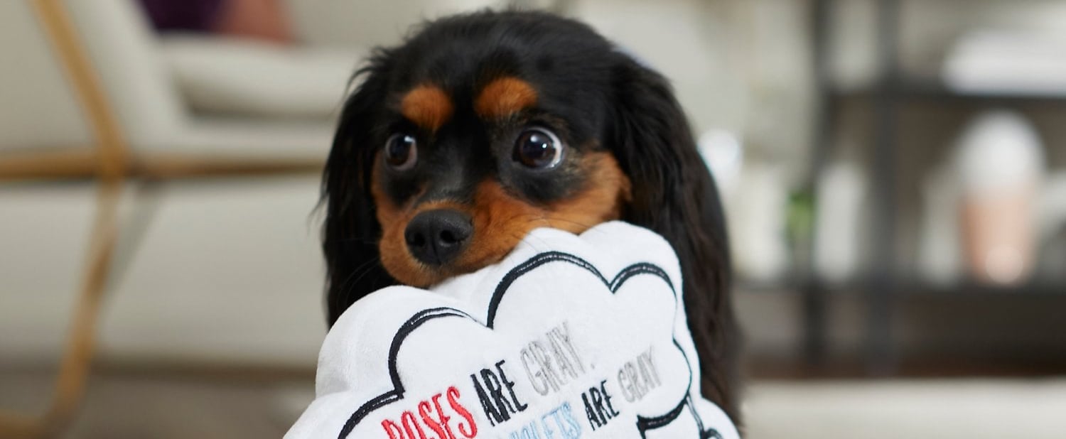 13 Valentine's Day Gifts Your Pets Will Adore