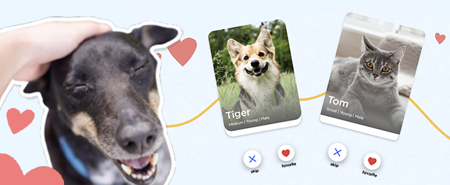 Thinking About Pet Adoption? This Will Help You Find Your Fluffy Match