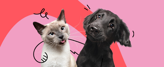 Introducing Fetch by The Dodo, Superior Pet Insurance For Your Best Friend