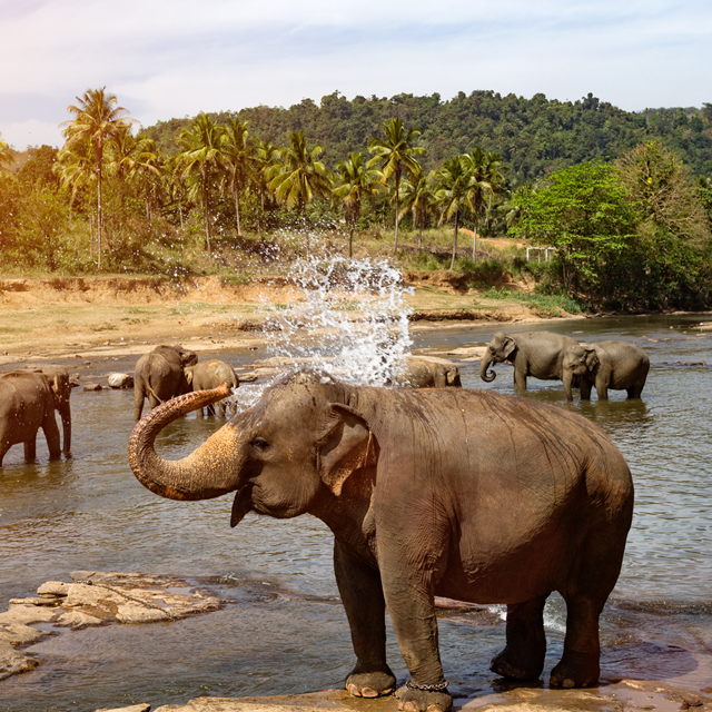 Win a Trip For 2 to Sri Lanka!